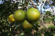 laranjas